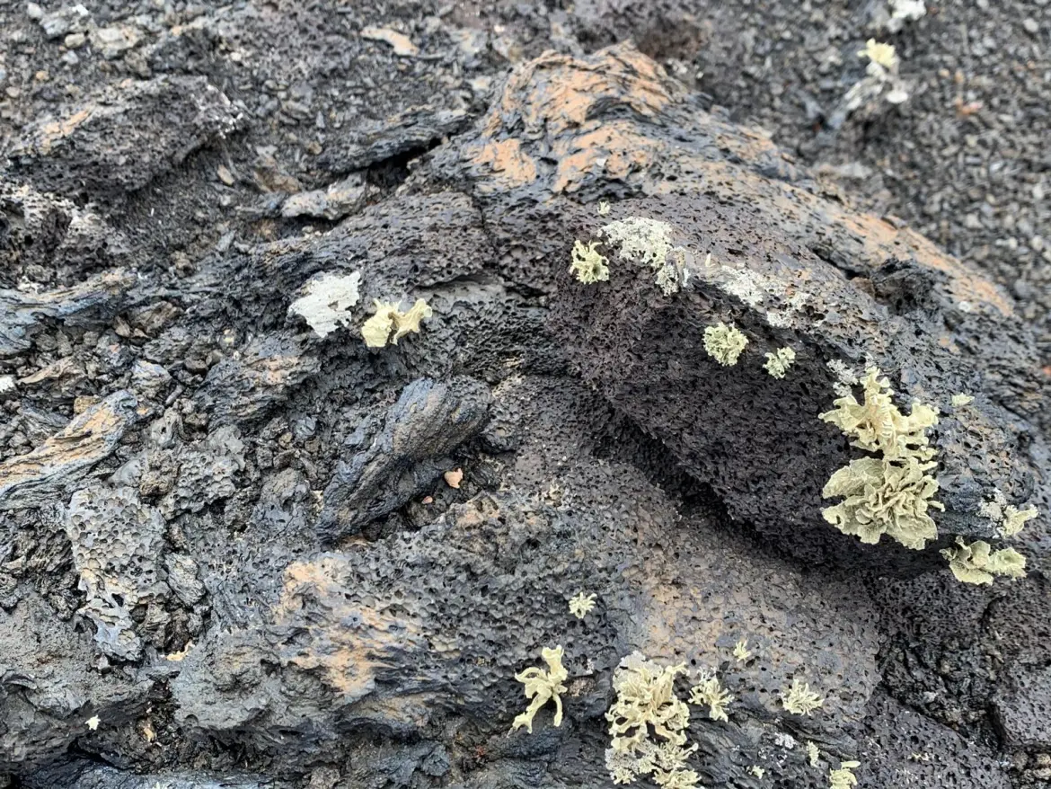 Flechtenbewuchs auf Lavastein