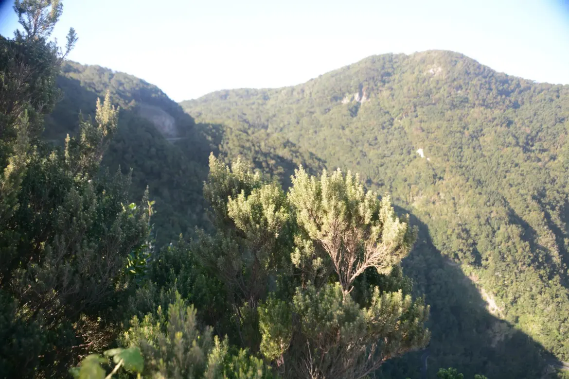 Kiefernwald Gomera