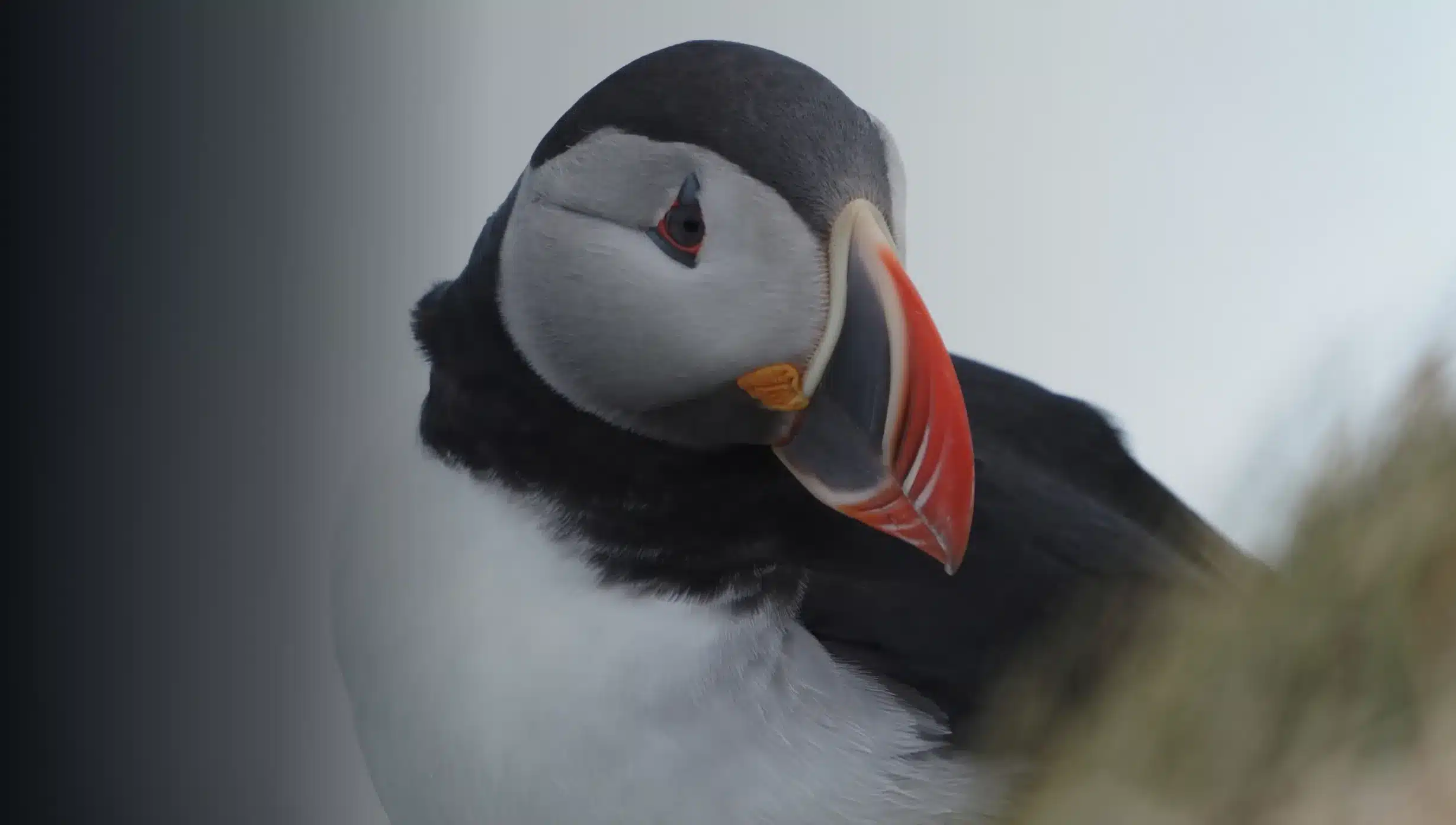 mco sailing ocanlife erforschen vogel gesicht nahaufnahme